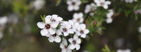 manuka