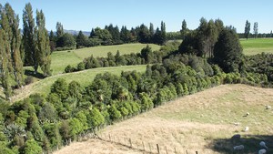 riparian_plantings_ecosystems