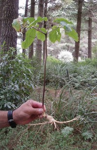 A wild simulated ginseng plant