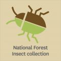 Scion's National Forest Insect collection icon