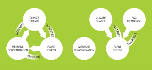 Plant growth promoting bacteria in the soil produce ACC Deaminase