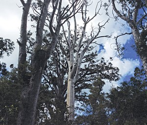 Kauri dieback